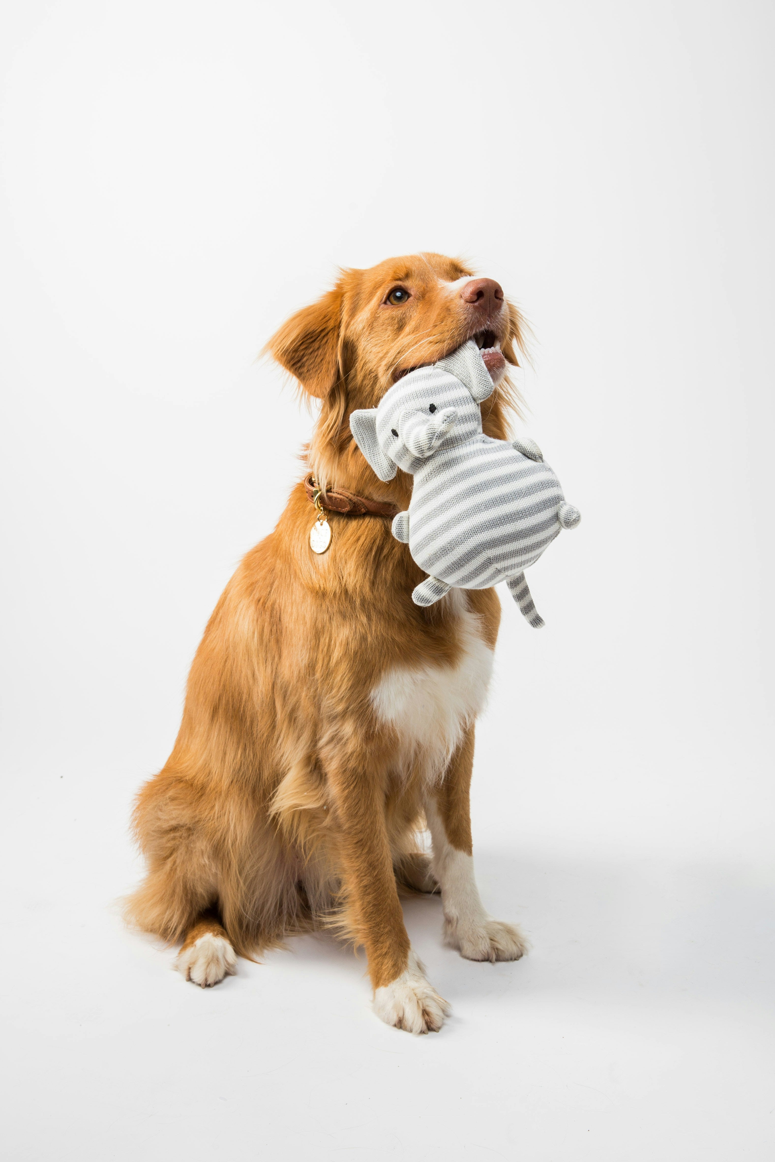Pet Care